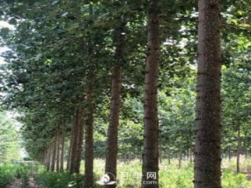 河南周口：培育出不飞絮的杨树新品种