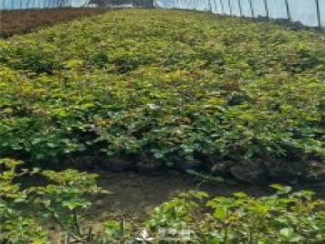 各类盆栽月季上市，南阳杯苗基地全国批发中