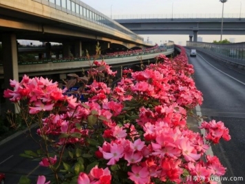 30万株新品种，杭州高架月季会带来什么样的惊喜？