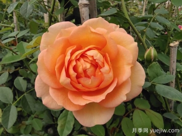 中国月季：欧洲玫瑰花的祖宗，为世界园艺做出了巨大贡献