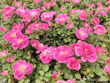 仙境盆栽月季杯苗粉色丰花，绿化工程批发