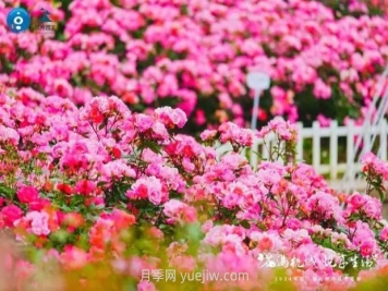 2024年第二届杭州市月季花展举办，赏500万株月季