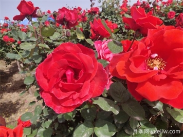 月季、玫瑰、蔷薇分别是什么？如何区别？