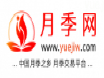 中国上海龙凤419，月季品种介绍和养护知识分享专业网站